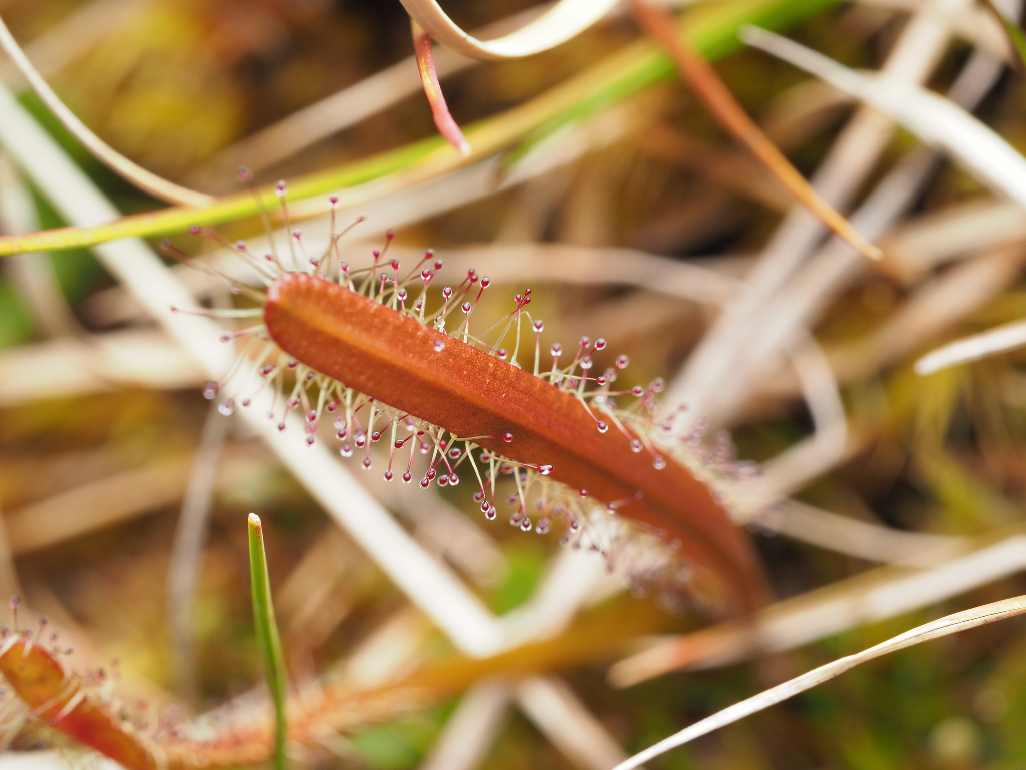 Drosera arcturi Hook. 3