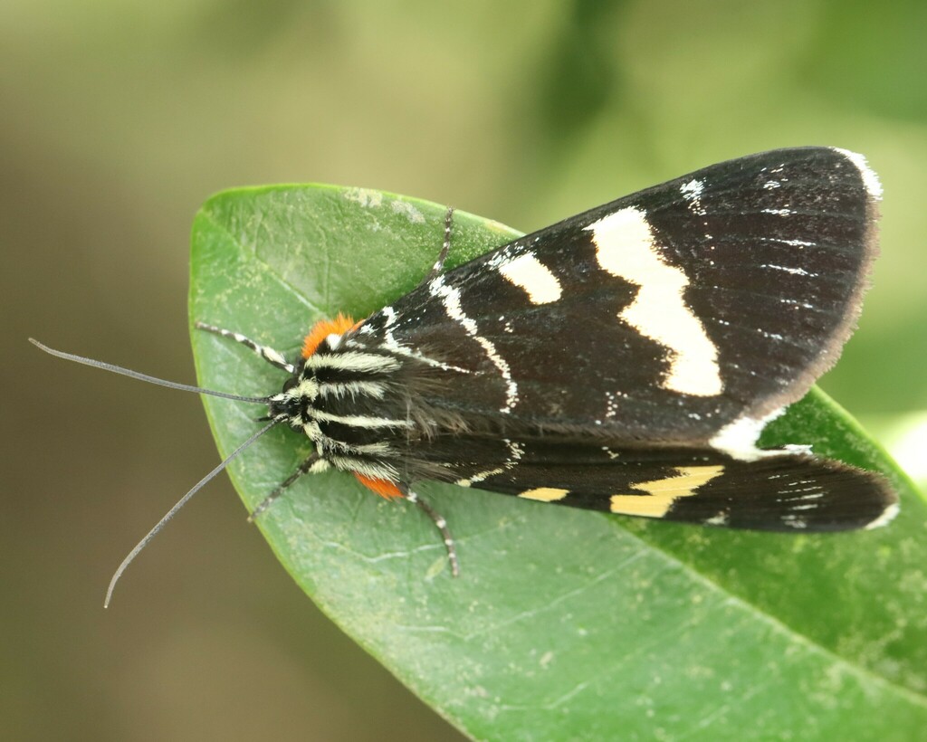 Australian Grapevine Moth In January 2024 By Nature Lover Location   Large 