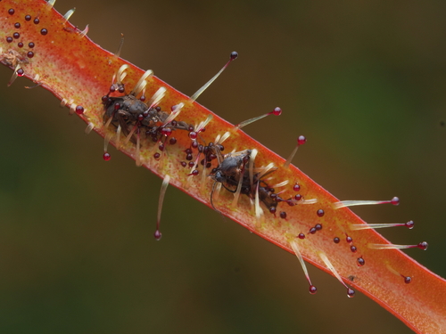Drosera arcturi