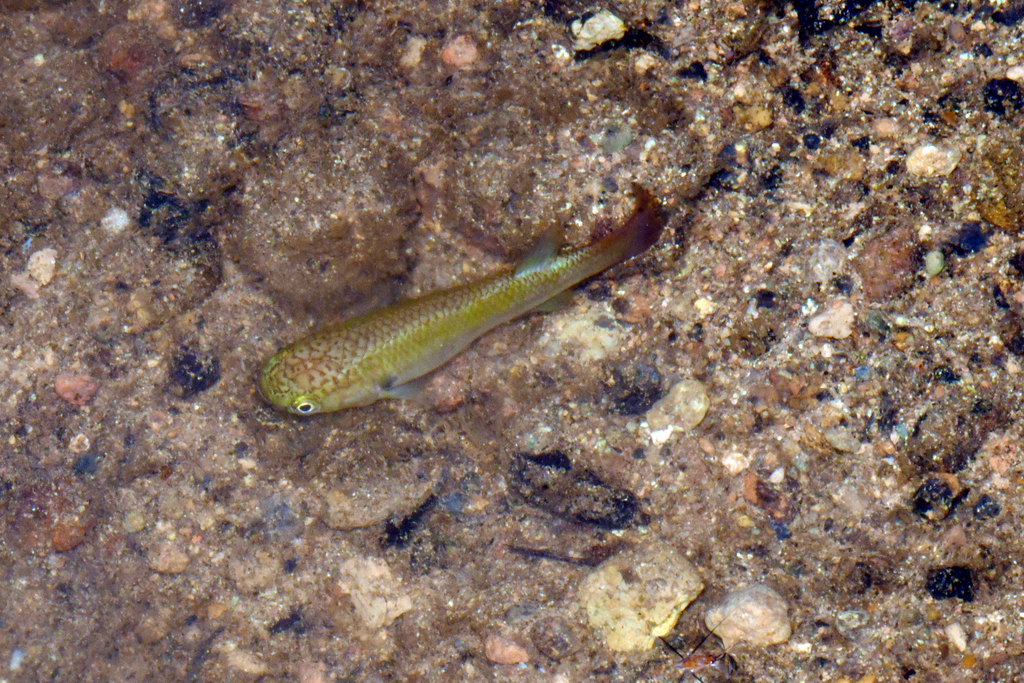Rivulus