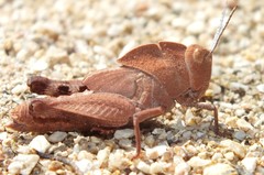 Tomonotus ferruginosus