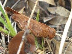 Tomonotus ferruginosus