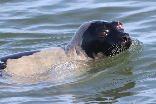 Harp Seal photographed in New Jersey