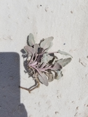 Abronia angustifolia