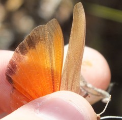 Tomonotus ferruginosus