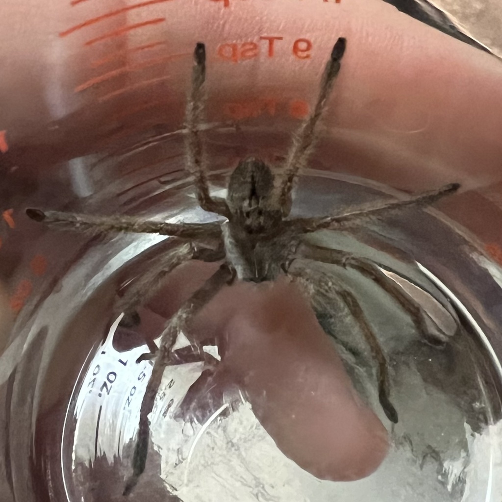 Giant Crab Spider In January 2024 By Becky Escalante INaturalist   Large 