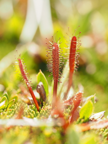Drosera arcturi