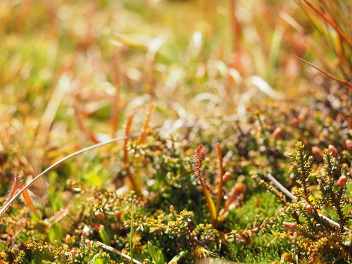 Drosera arcturi