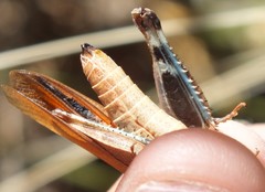 Tomonotus ferruginosus