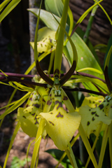 Brassia