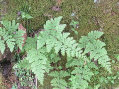 Cystopteris bulbifera