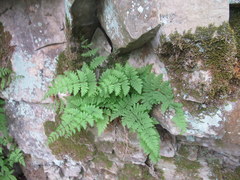 Cystopteris bulbifera