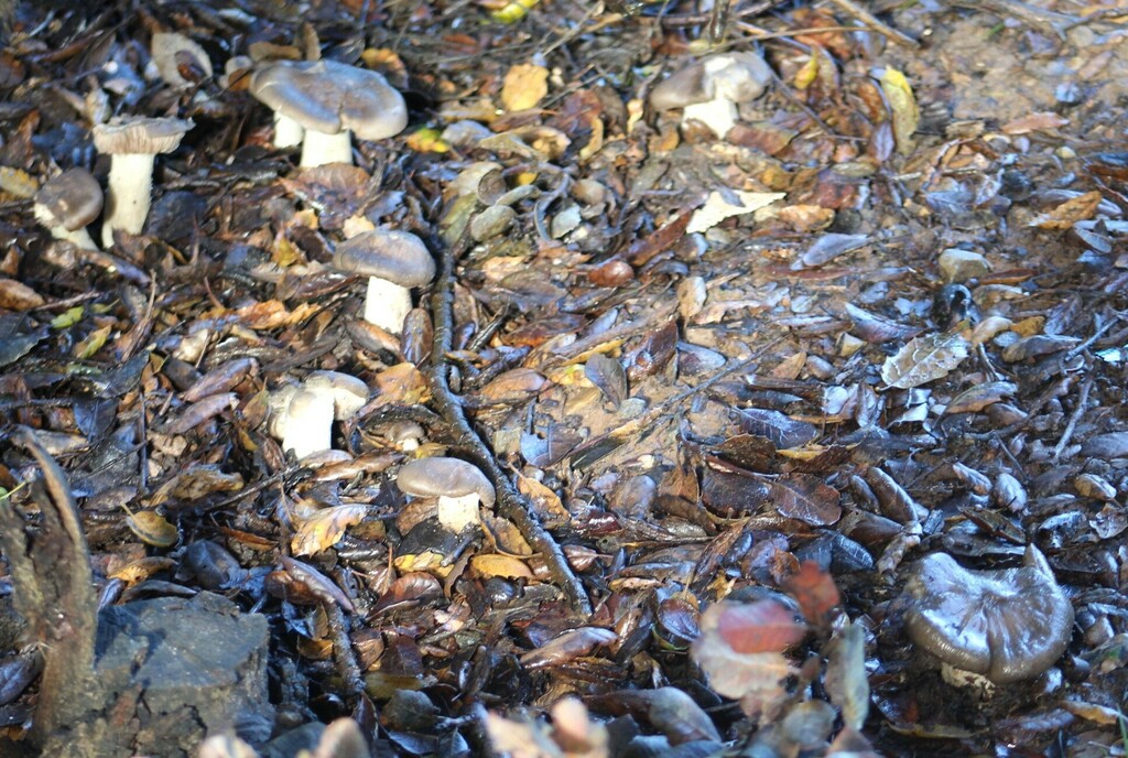 Common Gilled Mushrooms and Allies from Clairemont, San Diego, CA, USA