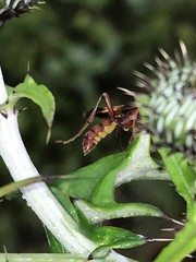 Trogomorpha arrogans
