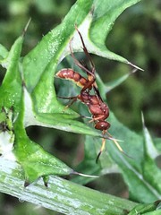 Trogomorpha arrogans