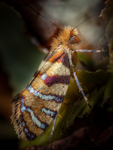 Sabatinca aurella (Sabatinca aurella)