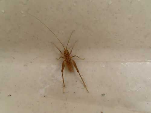Ceuthophilus variegatus