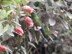 Eriocnemis cupreoventris