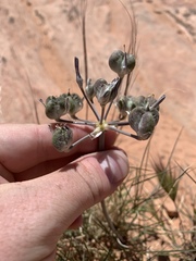 Androstephium breviflorum