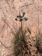 Androstephium breviflorum