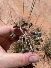 Androstephium breviflorum
