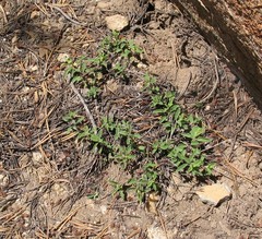 Monardella odoratissima