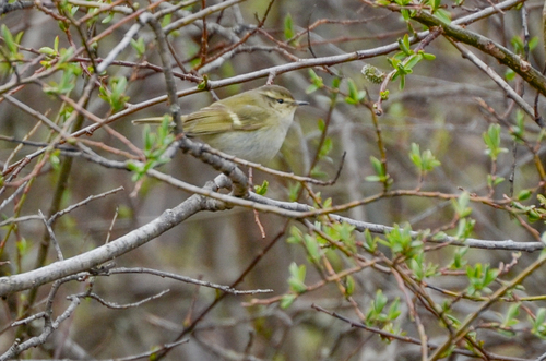 Hume's Leaf Warbler (Phylloscopus humei), photo 6
