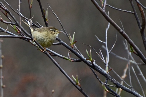 Yellow-streaked Warbler (Phylloscopus armandii), photo 5