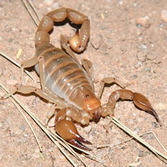 Timogenes dorbignyi