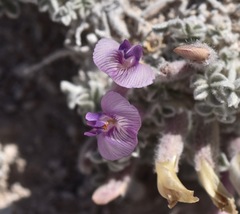 Astragalus phoenix