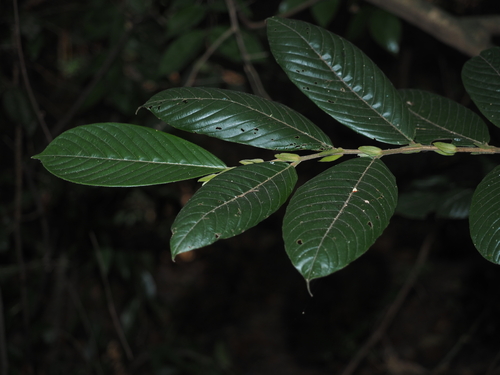 Shorea henryana