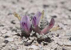 Astragalus phoenix