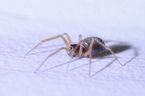 Representative image of Trichoncus scrofa