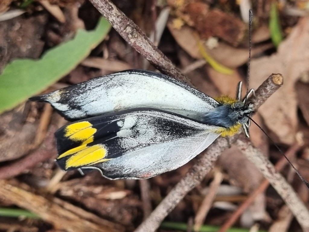 Imperial Jezebel from Walkerville VIC 3956, Australia on January 20 ...