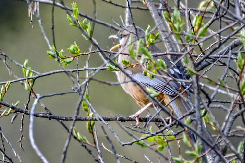 Snowy-cheeked Laughingthrush (Ianthocincla sukatschewi), photo 2