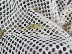 Palaemon kadiakensis