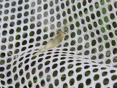 Palaemon kadiakensis