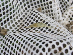 Palaemon kadiakensis