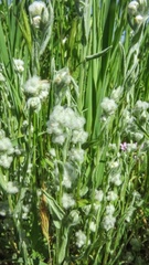 Micropus californicus