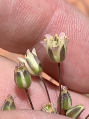 Eremogone macradenia