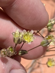 Eremogone macradenia