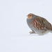 Gray Partridge - Photo (c) Liam Hutcheson, some rights reserved (CC BY-NC), uploaded by Liam Hutcheson