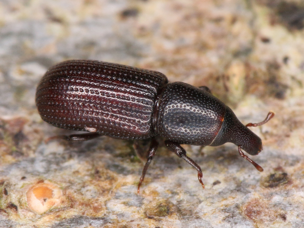 Stereocorynes truncorum