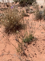 Eremogone macradenia