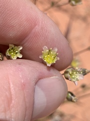 Eremogone macradenia