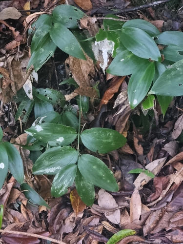 Image of Ruscus streptophyllus by (c) Vítor Jorge, some rights reserved (CC BY)