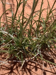 Eremogone macradenia