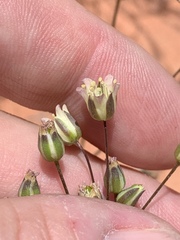 Eremogone macradenia