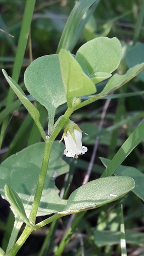 Salpichroa origanifolia iNat (1)