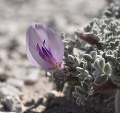 Astragalus phoenix